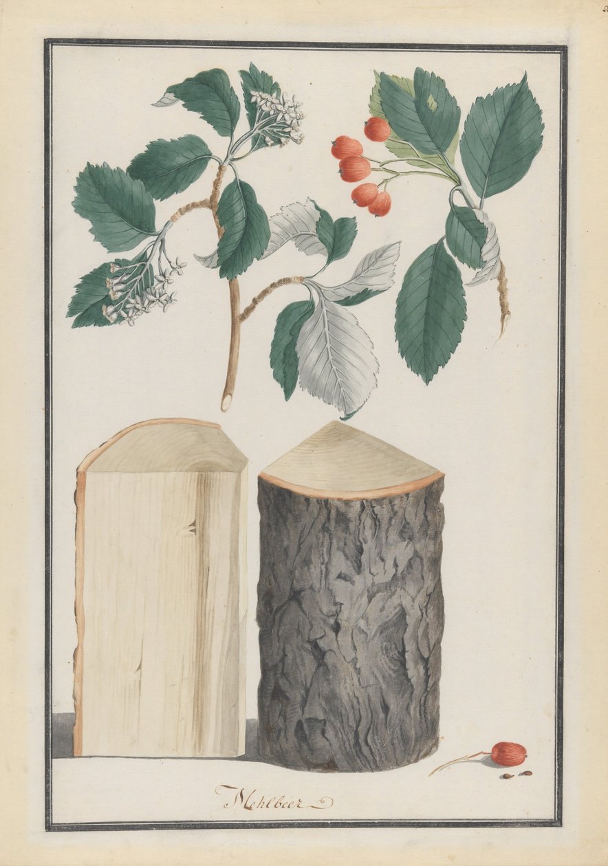 دراسات لأوراق وأزهار وفواكه وجذع شعاع أبيض Sorbus subgenus Aria ، 1788. بواسطة لودفيج بفليجر