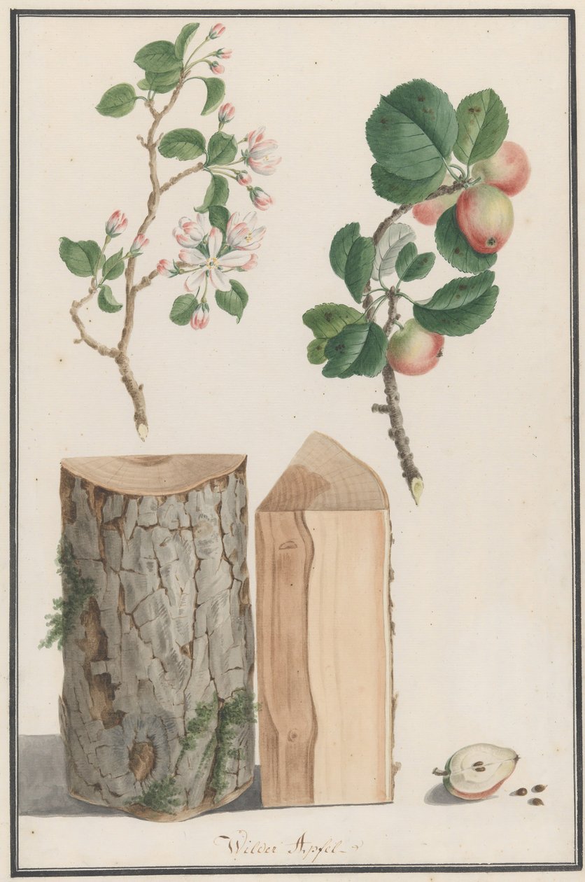 دراسات على جذع وأزهار وفاكهة شجرة تفاح برية Malus sylvestris ، 1788. بواسطة لودفيج بفليجر