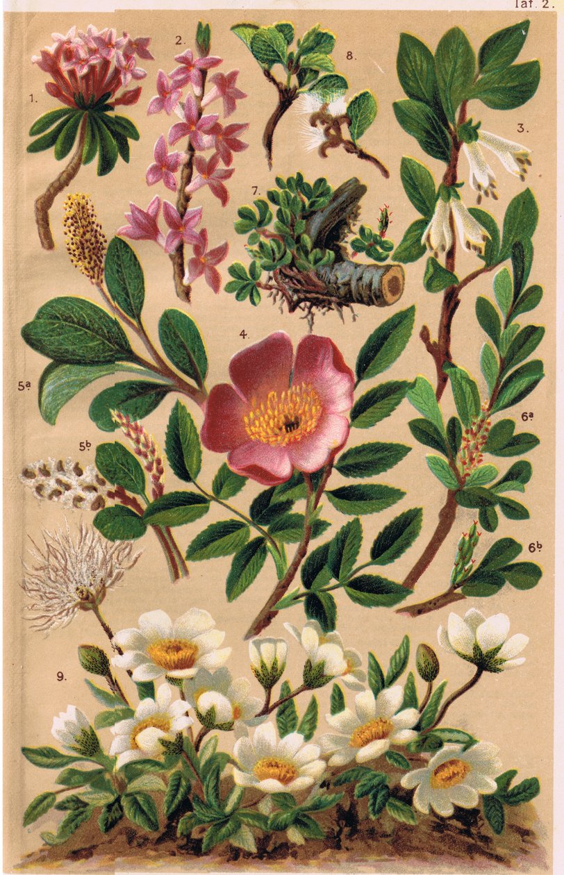 نباتات جبال الألب ، رسم توضيحي من "Alpine Flora" للأستاذ CS Schroter ، نشر عام 1921 بواسطة لودفيج شروتر