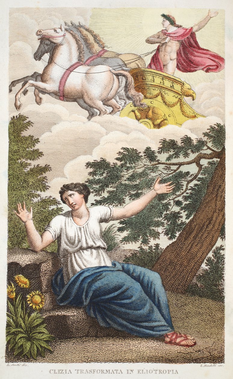 Clytie to a Flower or Clizia Transformata in Eliotropia، Book IV، Illustration from Ovid&39;s Metamorphoses، Florence، 1832 (نقش يدوي) بواسطة لويجي أديمولو