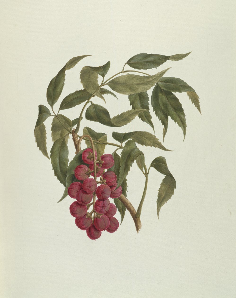 كورسوما (مع الحبشة) (مرحاض ولون الجسم فوق قلم رصاص على ورق) بواسطة لويجي بالوجاني