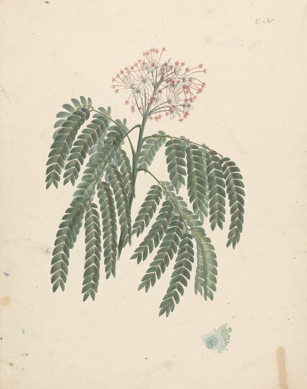 ألبيزيا جوميفيرا (J.F.Gmel.) سم. (Gummy Albizia Tree): انتهى الرسم مع اختلافات طفيفة في الرأس المزهر بواسطة لويجي بالوجاني