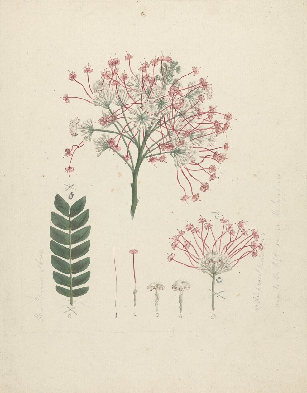 Albizia gummifera (J.F. Gmel.) سم. (Gummy Albizia Tree): رسم مكتمل لرأس النبتة المزهرة ، مع تفاصيل الإزهار والزهور والأوراق بواسطة لويجي بالوجاني
