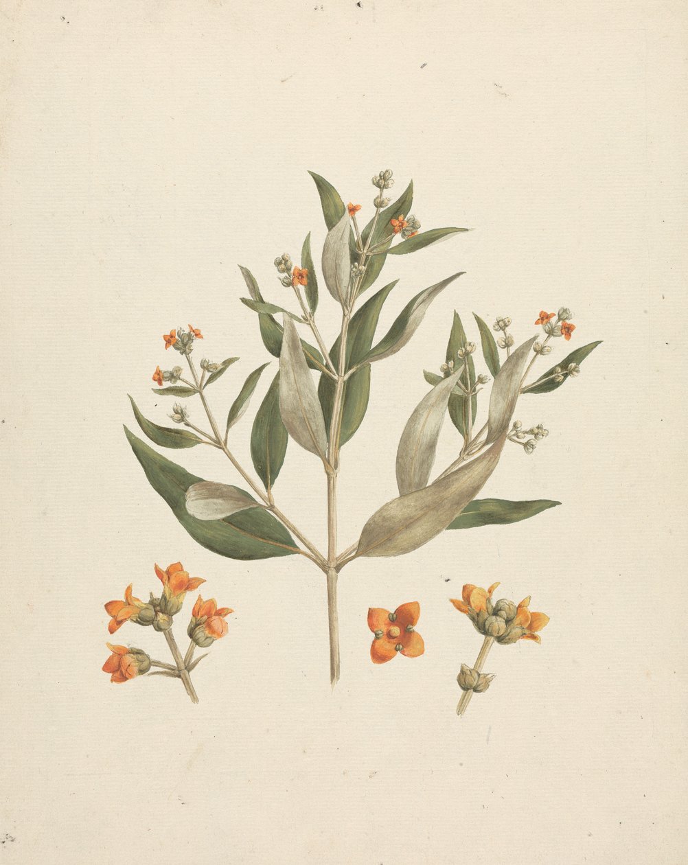 Avicennia marina (Forssk.) Vierh. (القرم الأبيض): رسم منتهي للتصوير المزهر بتفاصيل الزهور بواسطة لويجي بالوجاني