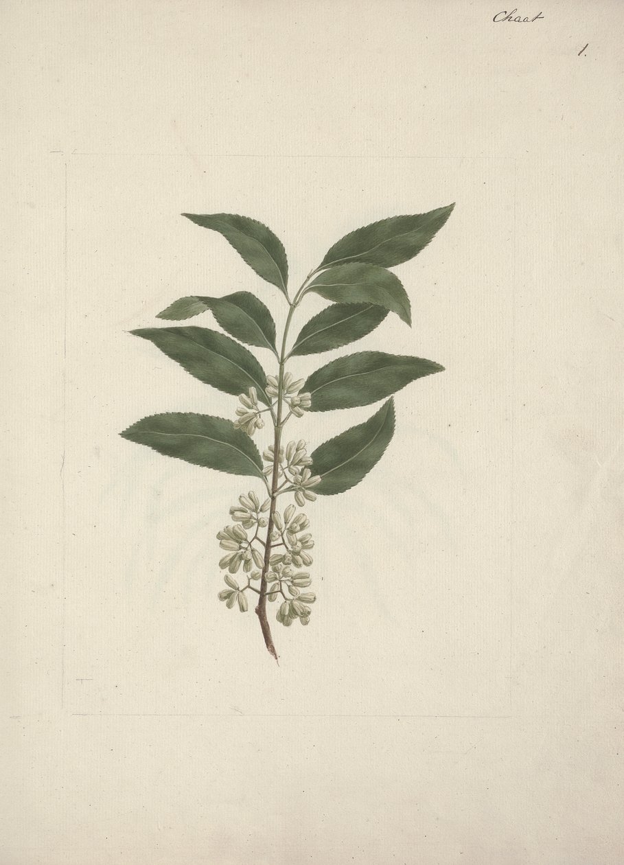 قصة Edulis Forsk. (القات): رسم منتهي بواسطة لويجي بالوجاني