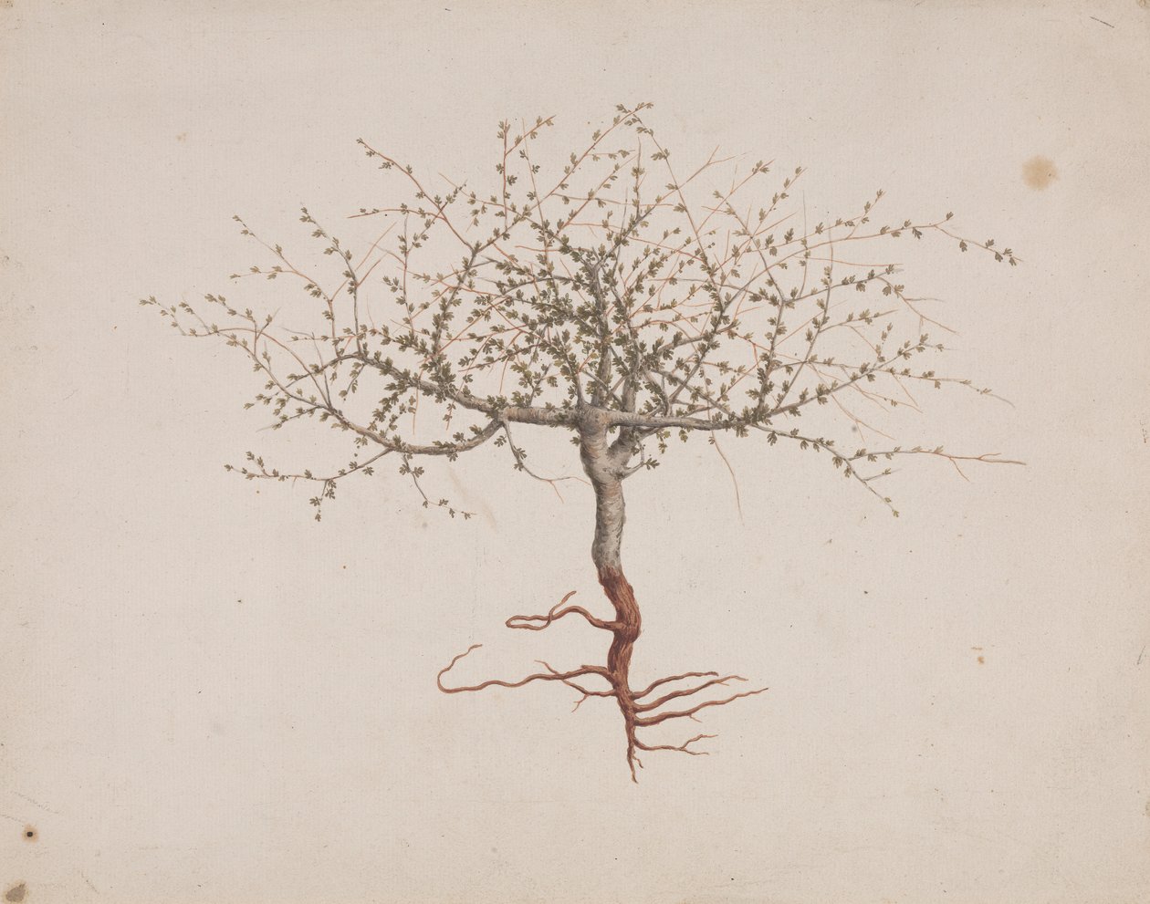 Commiphora gileadensis (L.) C. Chr. (بلسم جلعاد ، أوببلسم): انتهى الرسم إذا كانت عادة الشجرة (مع الجذور) بواسطة لويجي بالوجاني