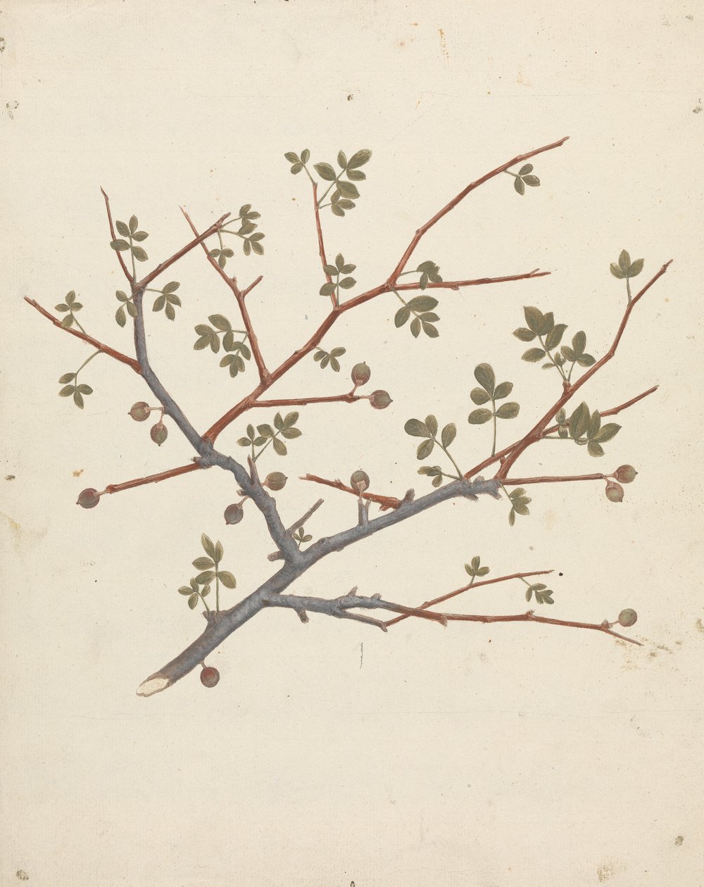 Commiphora gileadensis (L.) C. Chr. (بلسم جلعاد ، أوببلسم): الانتهاء من رسم غصن الثمر بواسطة لويجي بالوجاني