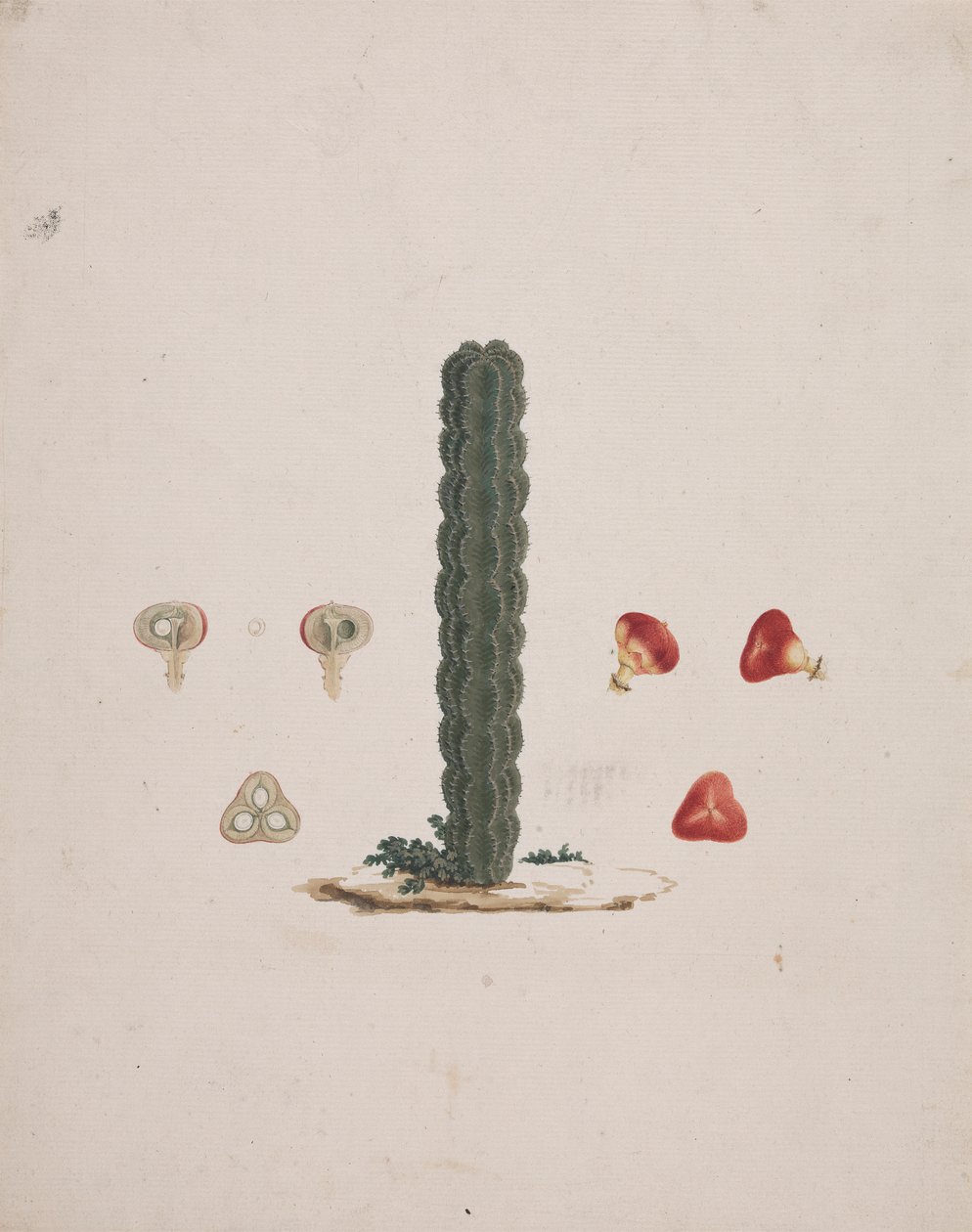 الفربيون abyssinica J.F. Gmel. (Ethiopian Tree-Spurge): الرسم النهائي لجذع واحد ، مع تفاصيل الفاكهة الكاملة والمشرحة بواسطة لويجي بالوجاني