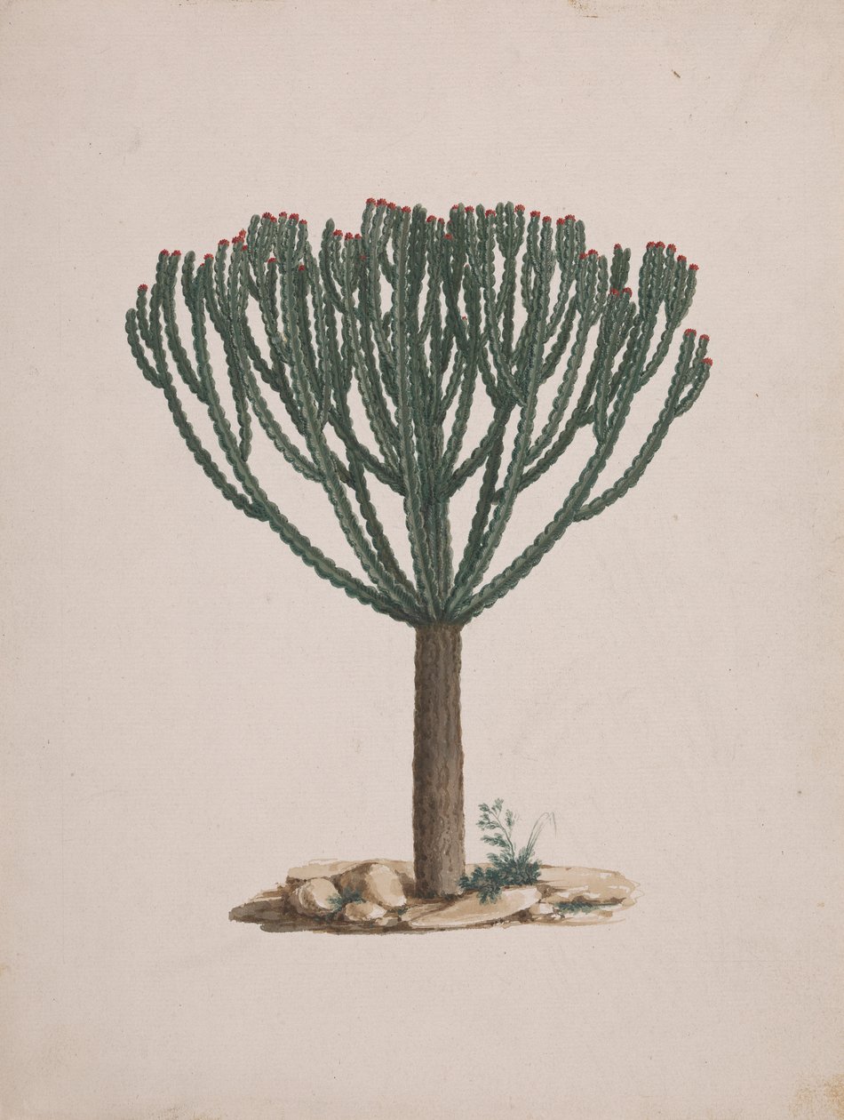 الفربيون abyssinica J.F. جميل. (Ethiopian Tree-Spurge): الرسم النهائي لعادة الشجرة بواسطة لويجي بالوجاني