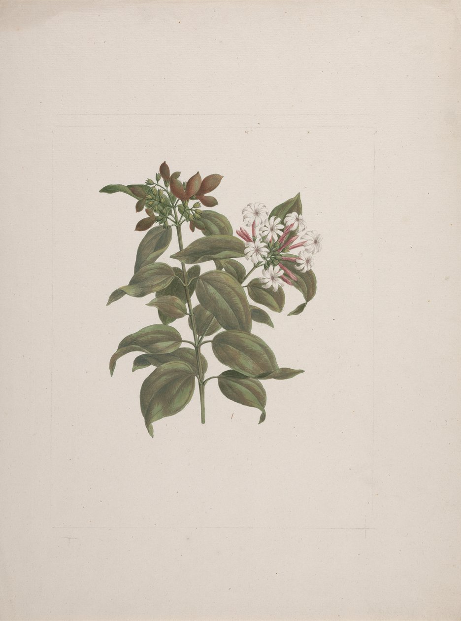 Jasminum dichotomum Vahl (الياسمين الأفريقي): انتهى الرسم بواسطة لويجي بالوجاني