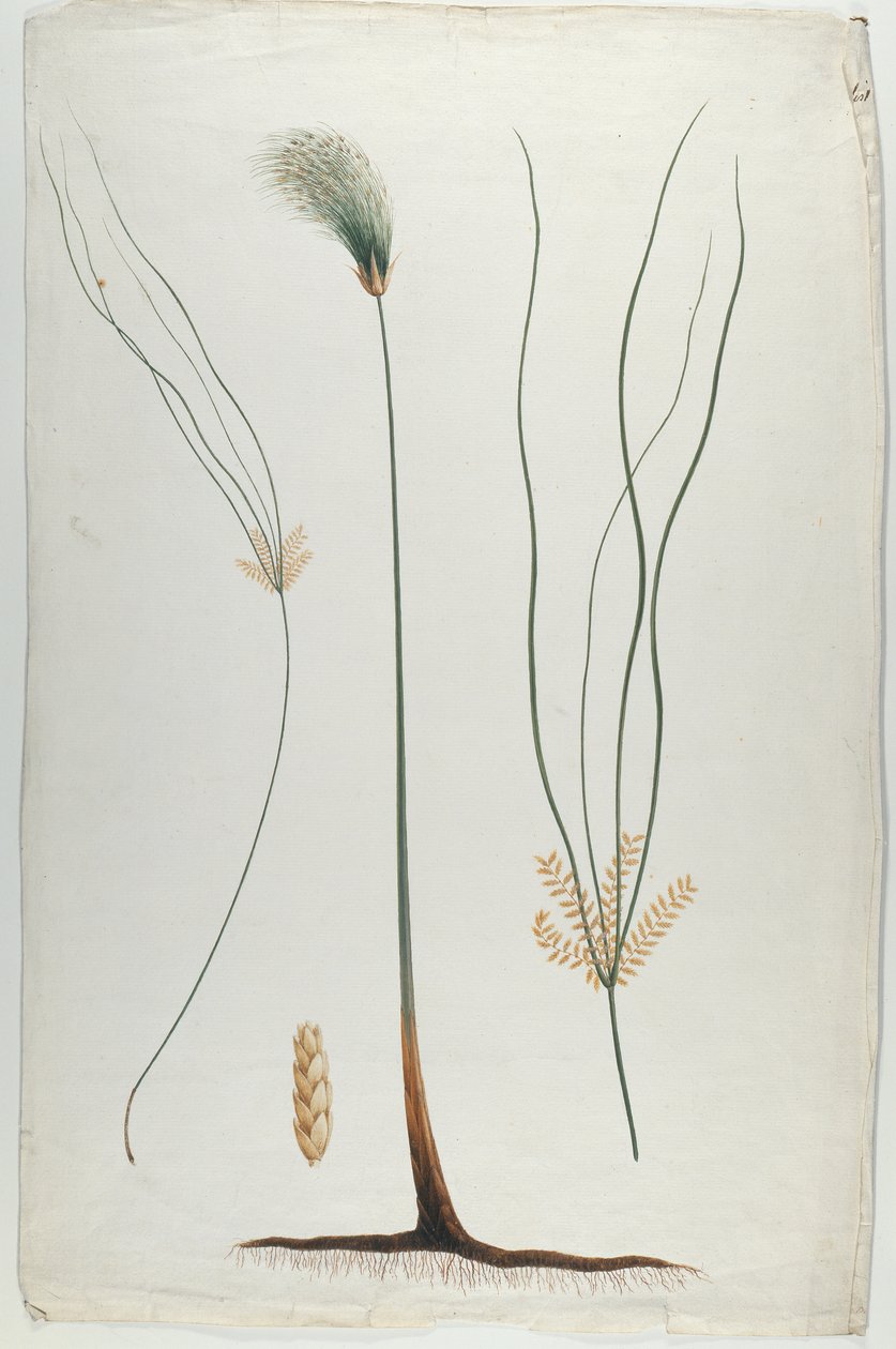 ورق البردي (تفاصيل النبات والجذر) ، بعد جيمس الحبشي بروس (1730-1794) (مرحاض فوق الجرافيت على الورق) بواسطة لويجي بالوجاني