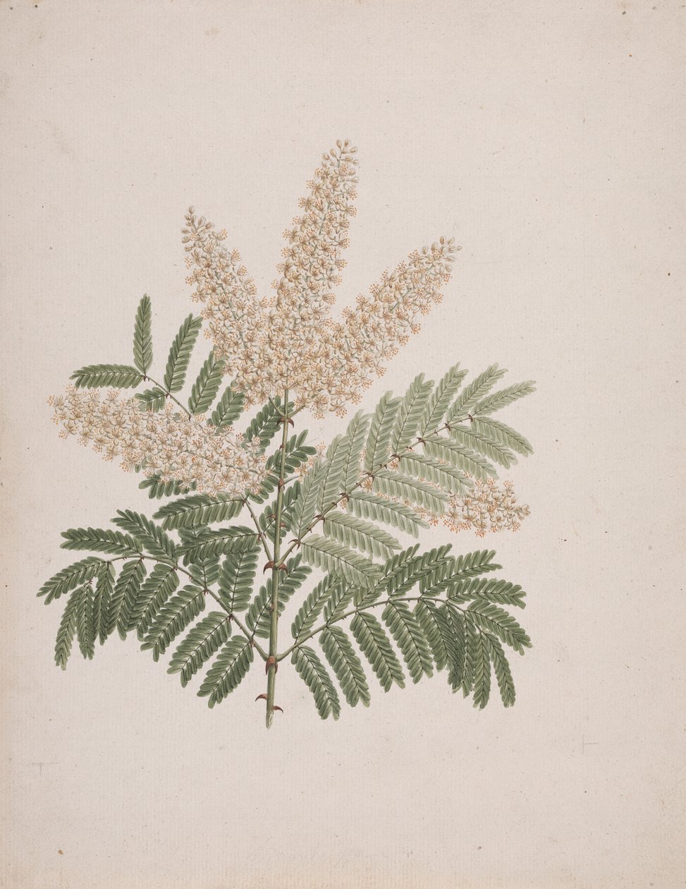 Pterolobium stellatum (Forssk): الرسم النهائي بواسطة لويجي بالوجاني