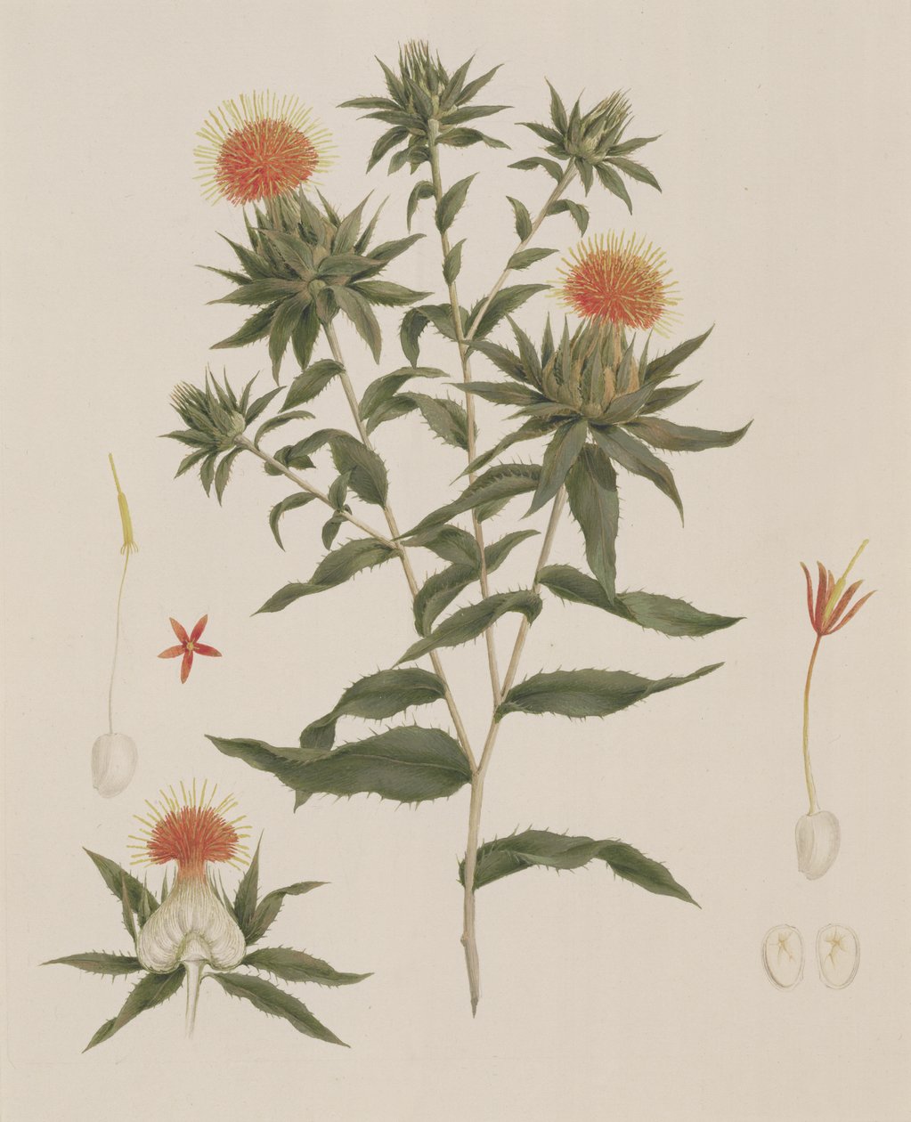 Sussa (Leaves، Flowers and Details) المنسوبة سابقًا إلى James Bruce (1730-94) (مرحاض فوق الجرافيت على الورق) بواسطة لويجي بالوجاني