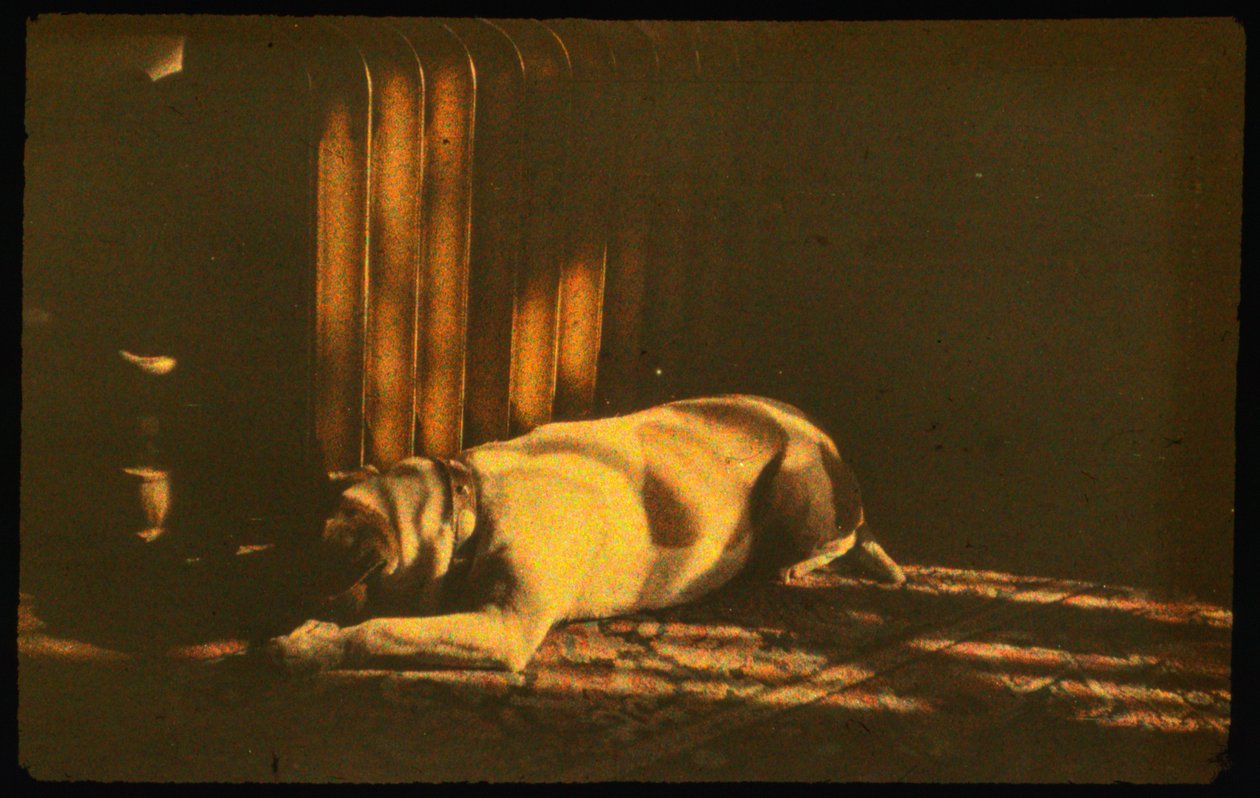 صورة فوتوغرافية ملونة لكلب نائم في ضوء الشمس باستخدام تقنية Autochrome Lumière وكاميرا 35 مم... بواسطة لويس ماردن