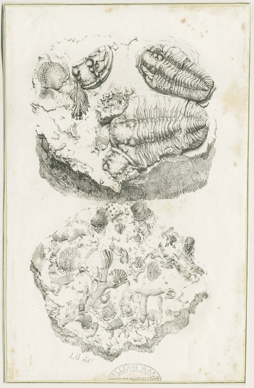 دودلي - الحفريات: الطباعة الحجرية ، nd [c 1825] (طباعة) بواسطة لوك بوكر