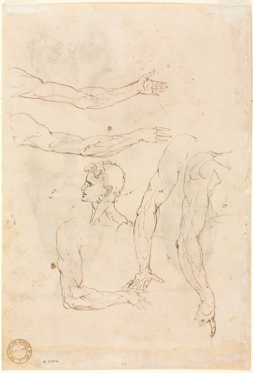 رسومات من خمسة أذرع ورأس في منتصف القرن السادس عشر. بواسطة Luzio Romano