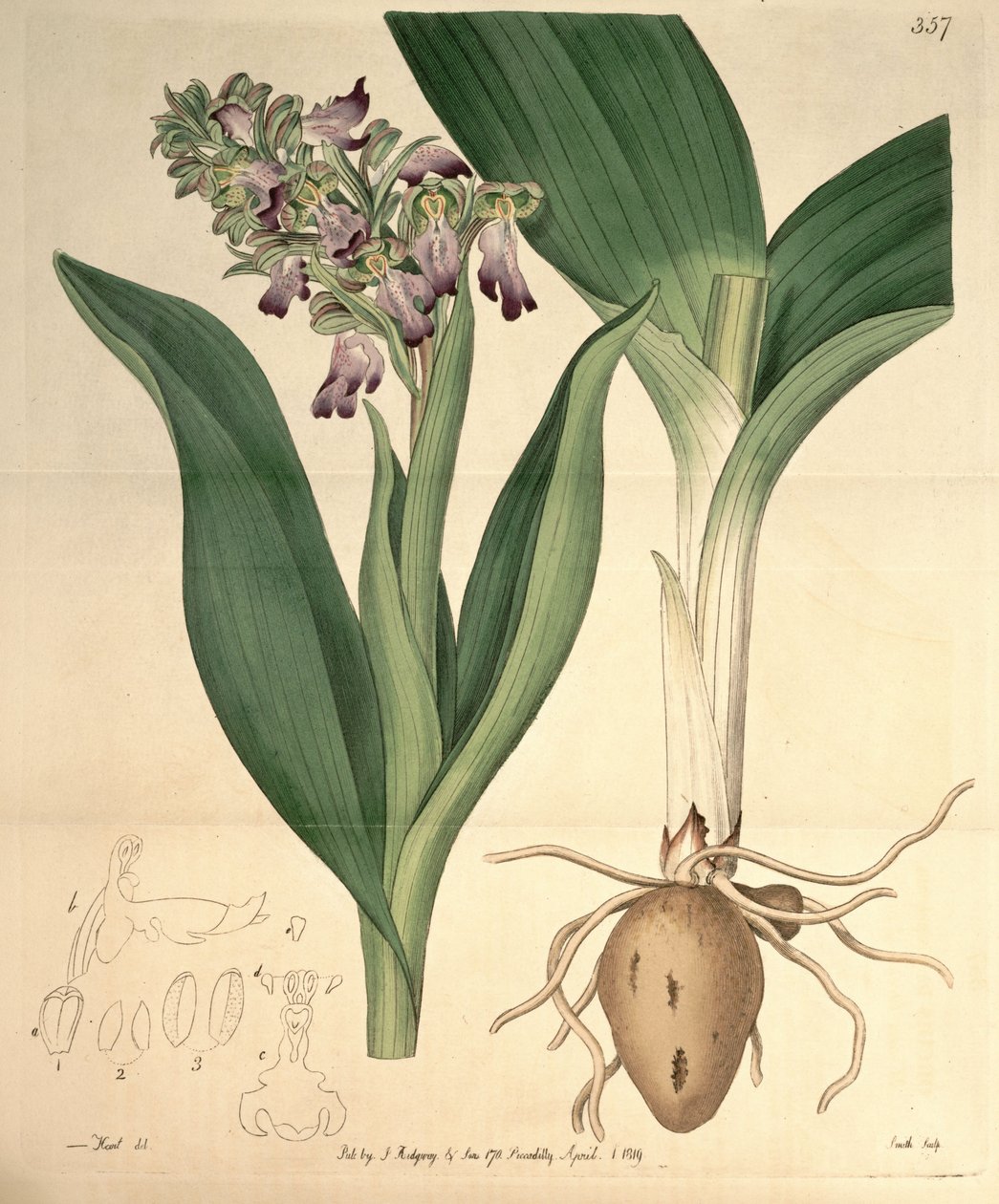 رسم توضيحي لـ Barlia robertiana (as syn. Orchis longibracteata Biv.) بواسطة م. هارت