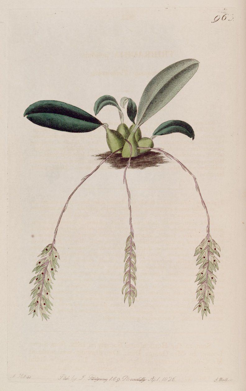 رسم توضيحي لبندول Bulbophyllum (مثل syn. Tribrachia pendula) بواسطة م. هارت