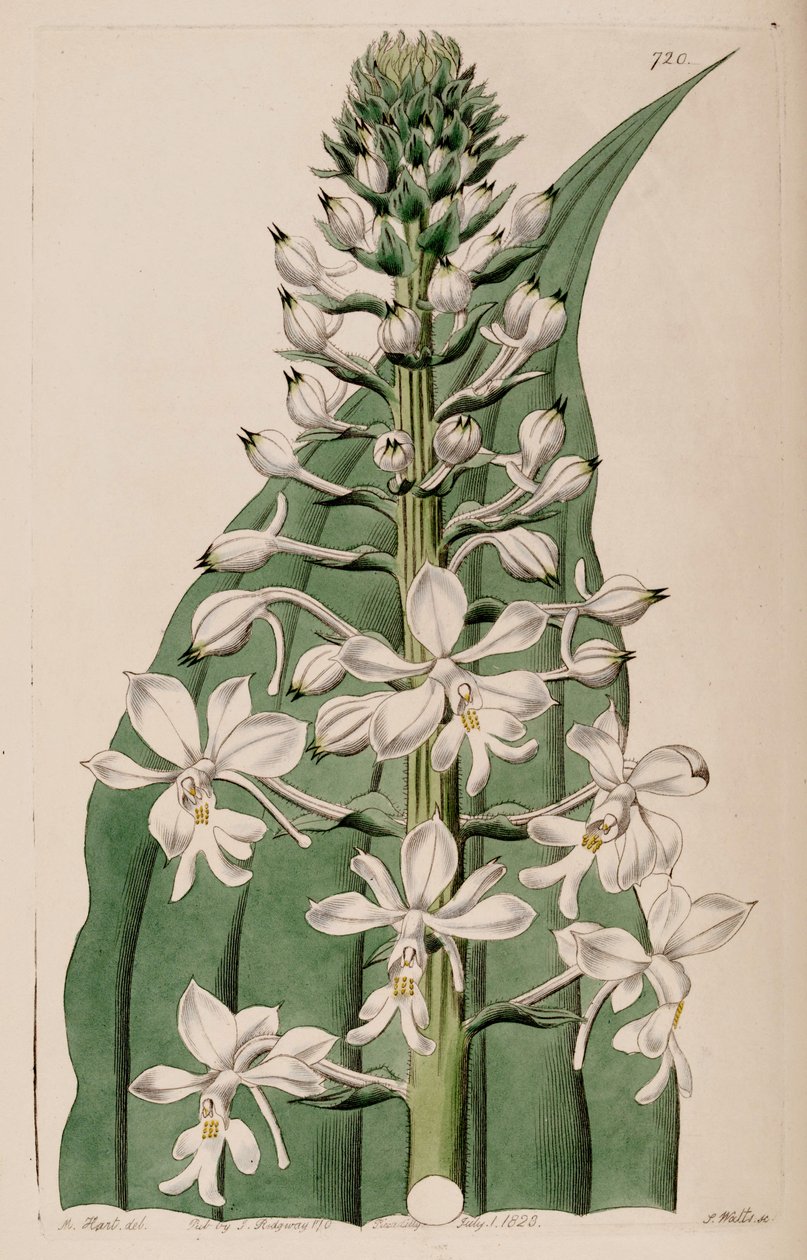 رسم توضيحي لـ Calanthe triplicata (مثل syn. Calanthe veratrifolia) (inflorescece) بواسطة م. هارت