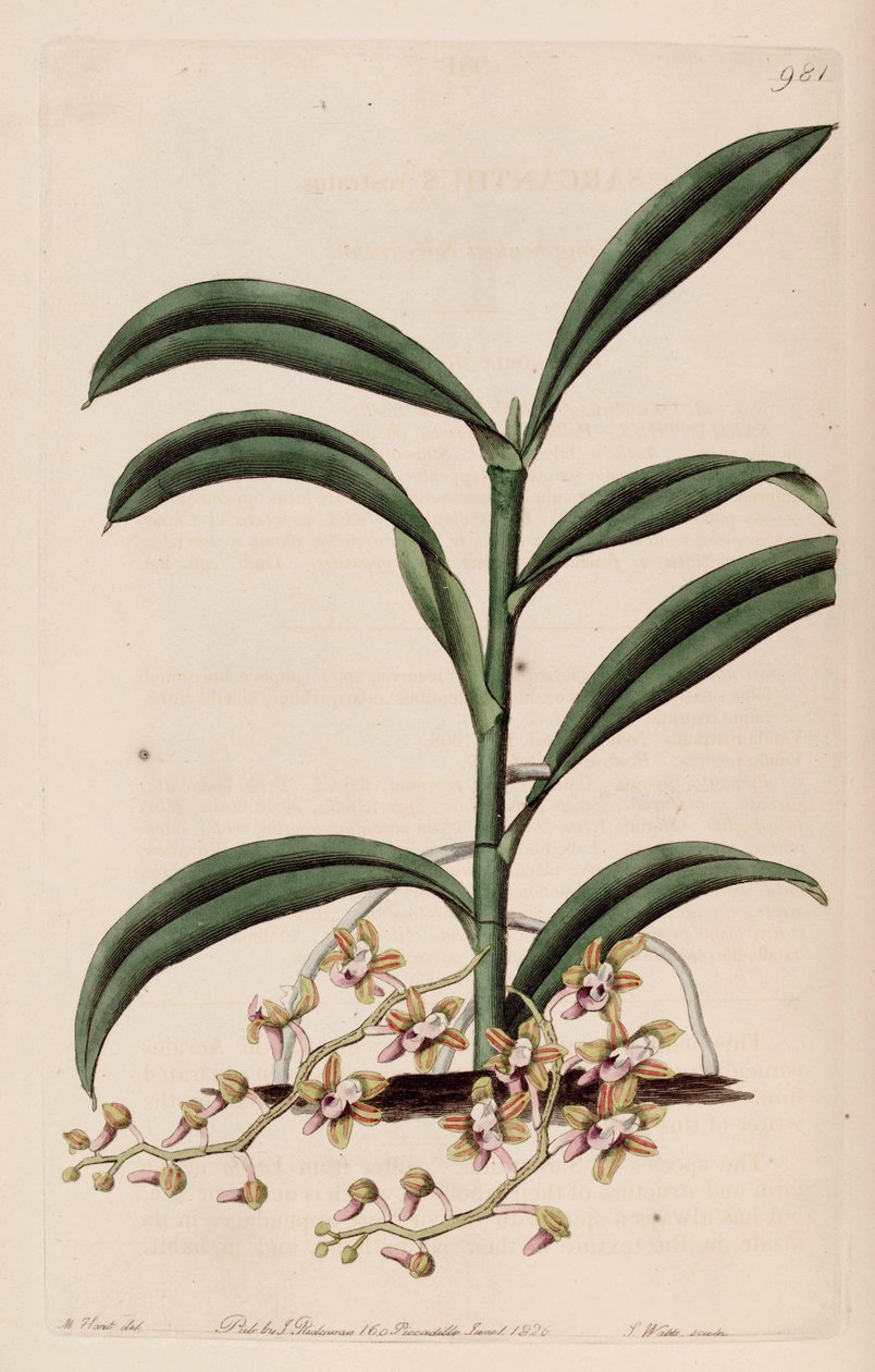 رسم توضيحي للكليوسوستوما recurvum (مثل syn. Sarcanthus rostratus) بواسطة م. هارت