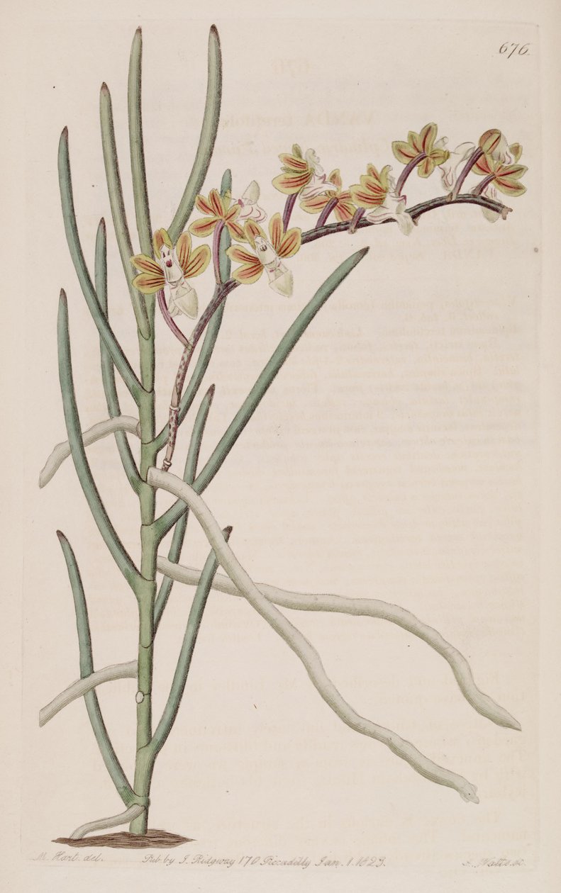 رسم توضيحي للكليوسوستوما simondii (مثل syn. Vanda teretifolia) بواسطة م. هارت