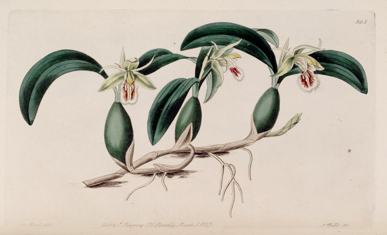 رسم توضيحي لـ Coelogyne fimbriata بواسطة م. هارت