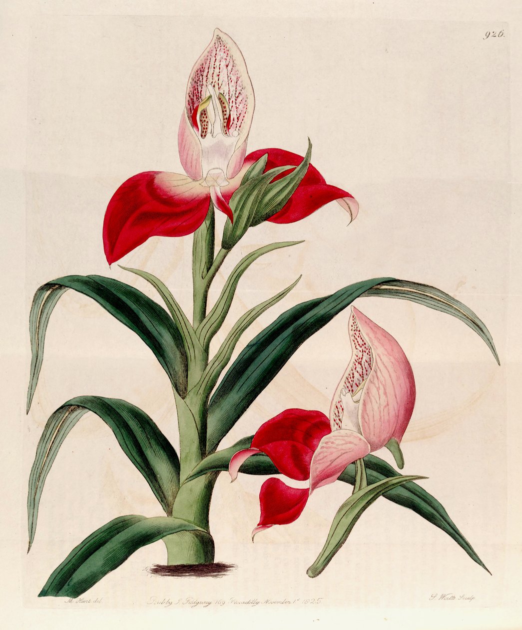 رسم توضيحي لـ Disa uniflora (مثل syn. Disa grandiflora) بواسطة م. هارت