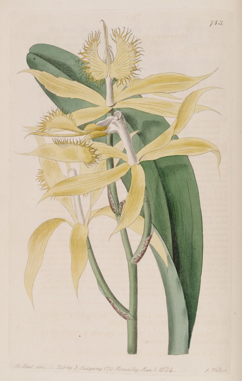 رسم توضيحي لـ Epidendrum ciliare (مثل syn. Epidendrum cuspidatum) بواسطة م. هارت