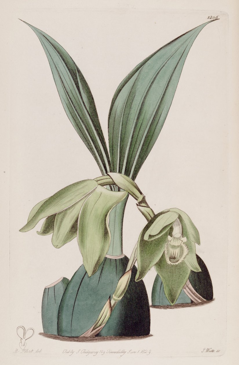 رسم توضيحي لـ Ida ciliata (مثل syn. Maxillaria ciliata) بواسطة م. هارت