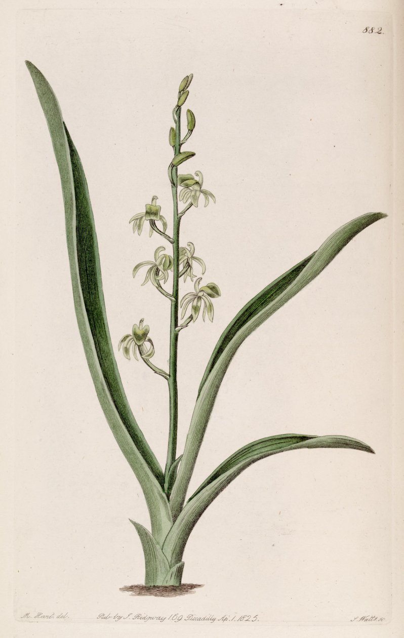 رسم توضيحي لـ Liparis reflexa (as syn. Liparis foliosa) بواسطة م. هارت