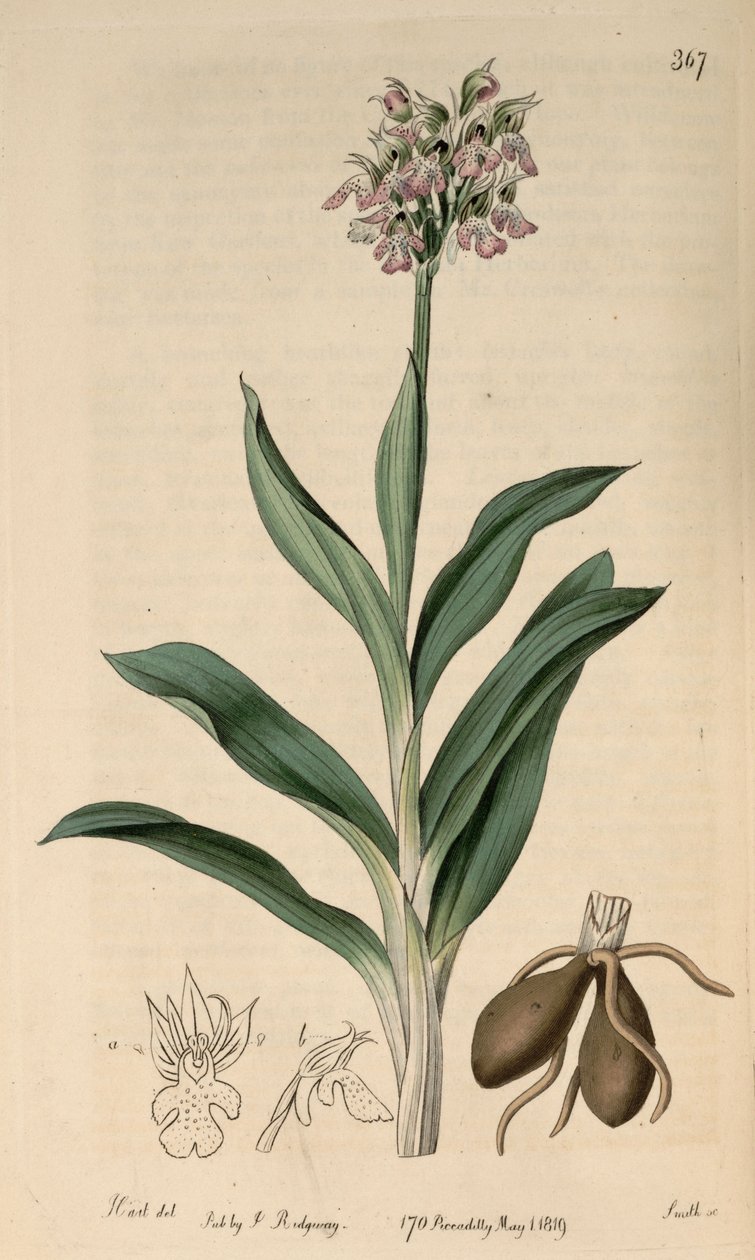 رسم توضيحي لـ Neotinea tridentata subsp. tridentata (مثل syn.Orchis variegataAll.) بواسطة م. هارت