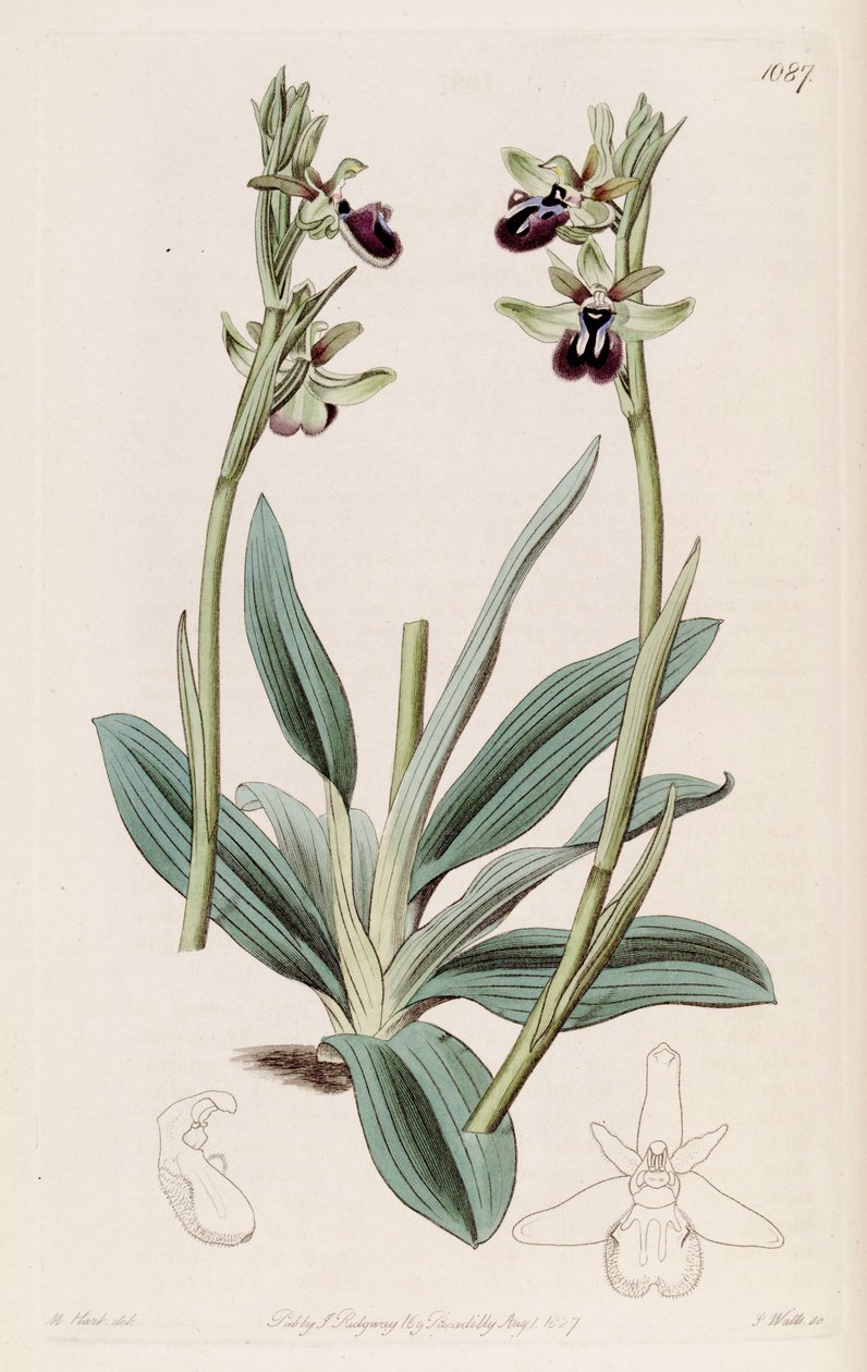 رسم توضيحي لأقواس Ophrys الفرعية. atrata (كمزامنة. Ophrys atrata) بواسطة م. هارت