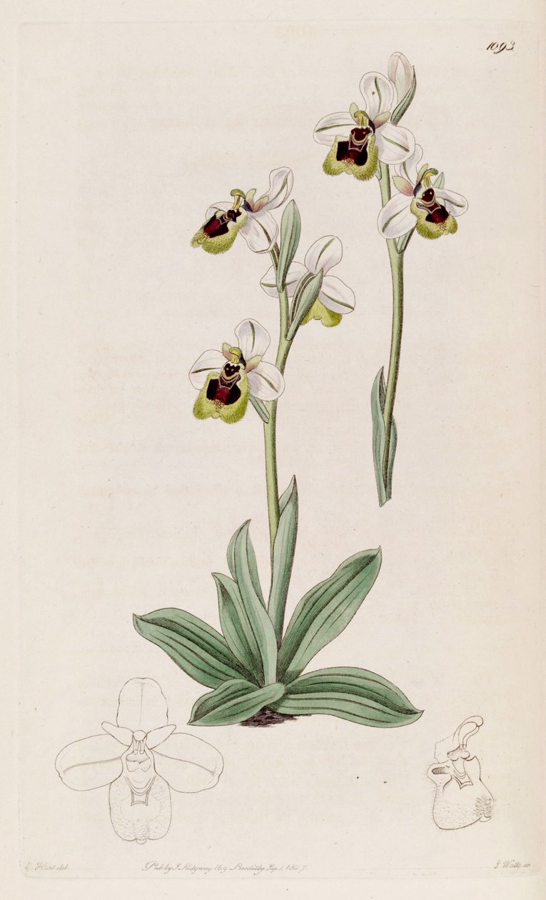 رسم توضيحي لـ Ophrys tenthredinifera بواسطة م. هارت