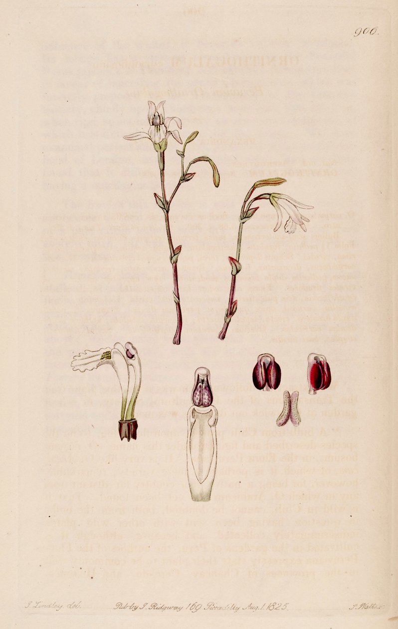 رسم توضيحي لـ Pogonia ophioglossoides (مثل syn. Pogonia pendula) بواسطة م. هارت