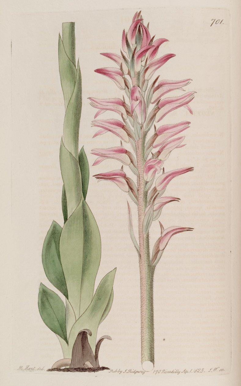 رسم توضيحي لـ Sacoila lanceolata (مثل syn. Neottia orchioides) بواسطة م. هارت