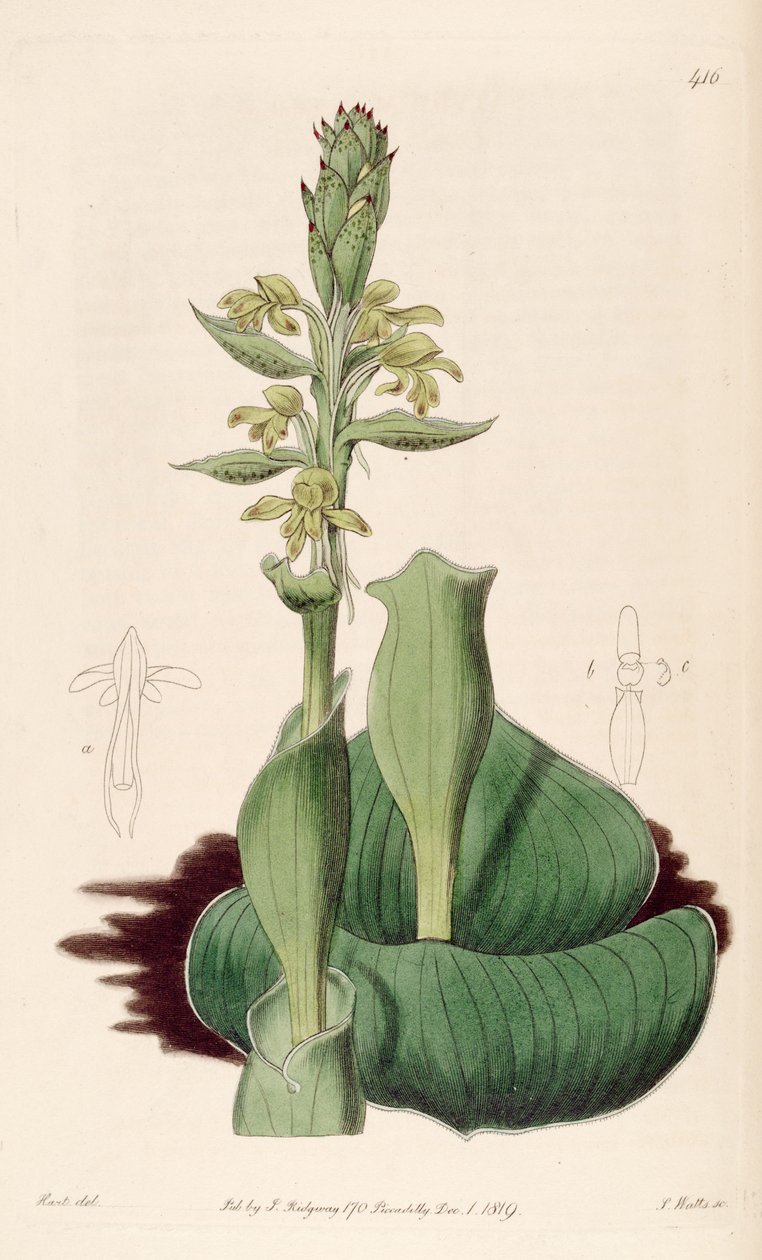 رسم توضيحي لـ Satyrium bicome (syn. Satyrium cuculiate) بواسطة م. هارت