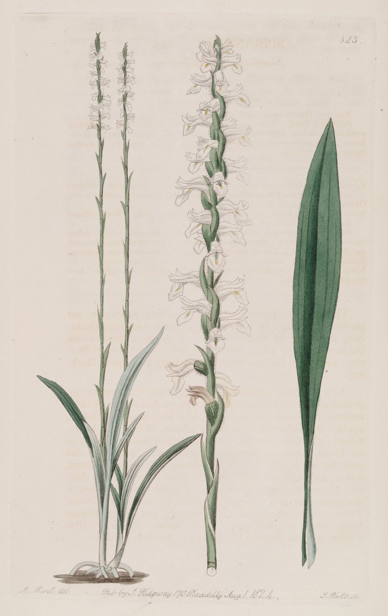 رسم توضيحي لـ Spiranthes cernua بواسطة م. هارت