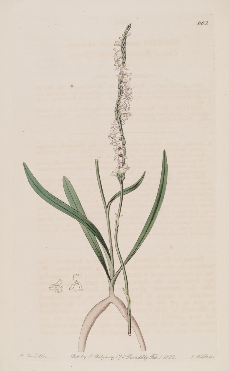 رسم توضيحي لـ Spiranthes sinensis (مثل syn. Neottia australis) بواسطة م. هارت