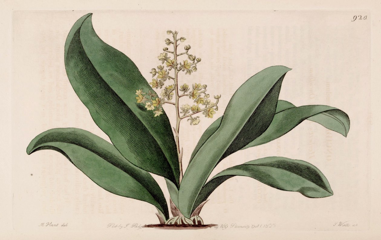 رسم توضيحي لـ Trichocentrum pumilum (مثل sync Oncidium pumilum) بواسطة م. هارت