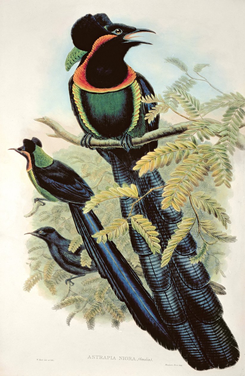 Arfak Astrapia، Astrapia Nigra - طائر الجنة بواسطة م. هارت