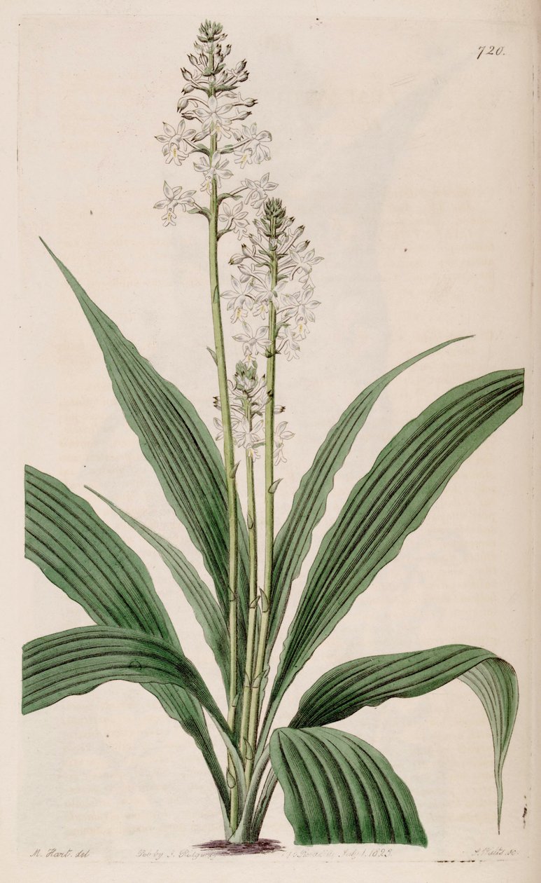 رسم توضيحي لـ Calanthe triplicata (مثل syn. Calanthe veratrifolia) (نبات) بواسطة م. هارت