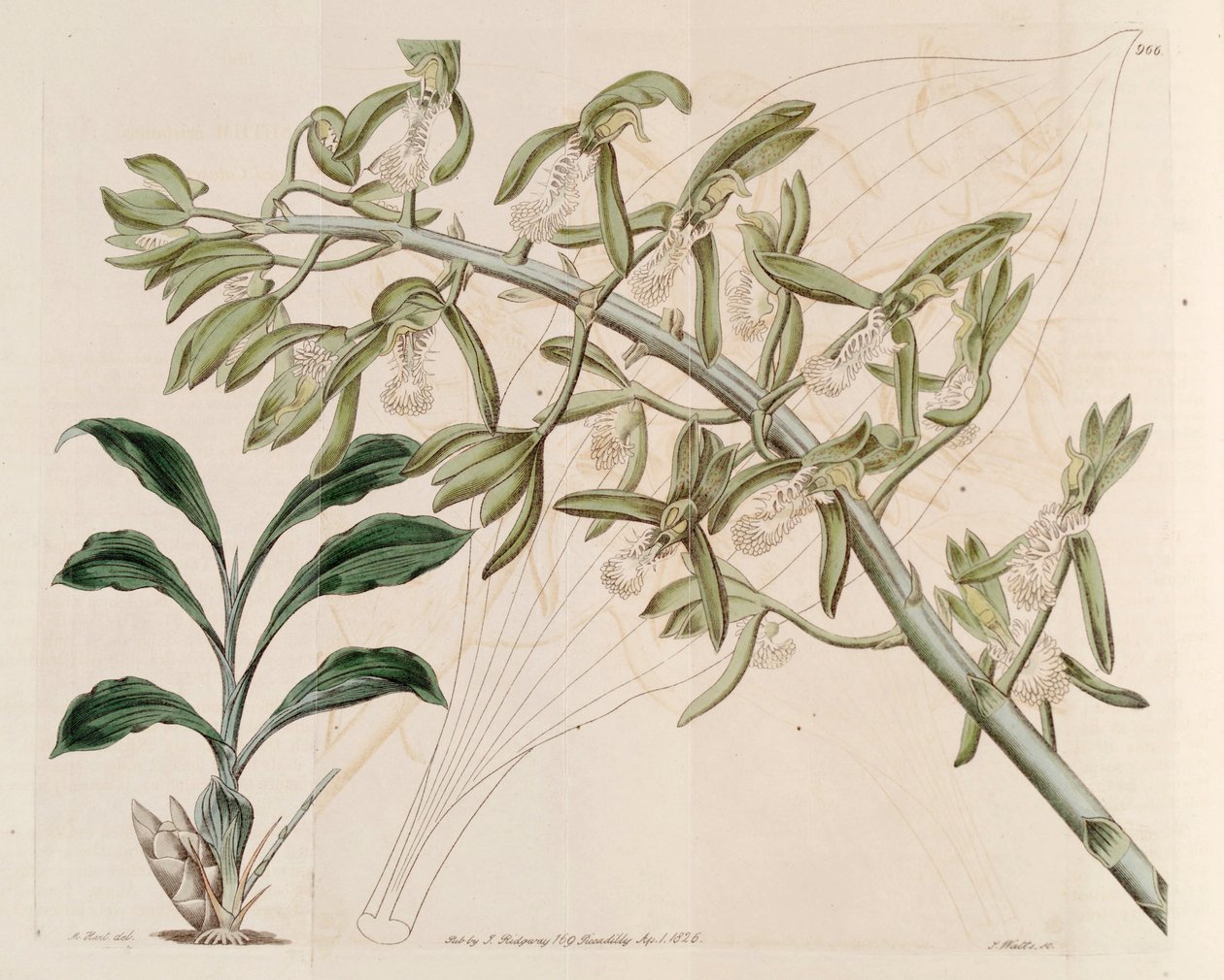 رسم توضيحي لـ Catasetum cristatum بواسطة م. هارت