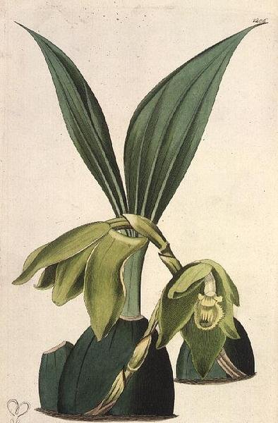 Orchid: Maxillaria ciliaris ، بقلم M.Hart (fl 1829) ، نشره I.Ridgway بواسطة م. هارت