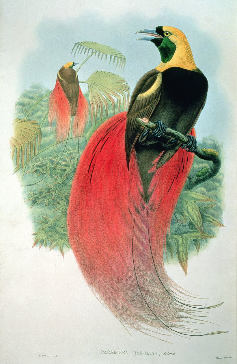 Paradisaea Raggiana بواسطة م. هارت