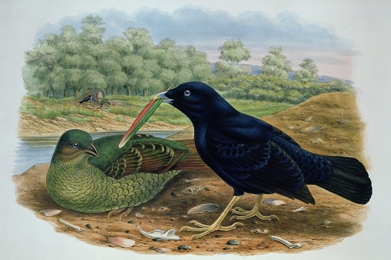Ptilonorhyncus Violaceus ، الساتان باوربيرد بواسطة م. هارت