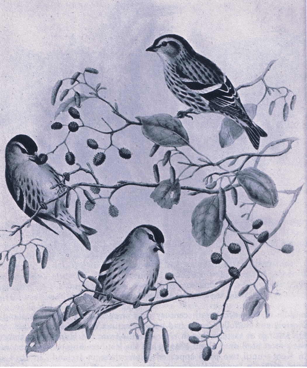 Siskins ، الطبيعة في بريطانيا نشرها كولينز ، 1946 بواسطة م. هارت