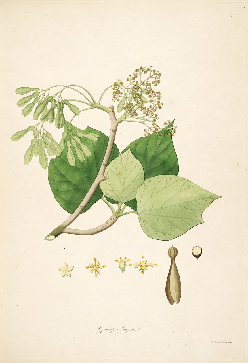 رسم توضيحي ل Gyrocarpus jacquini (= Gyrocarpus americanus) ، Hernandiaceae بواسطة ماكنزي