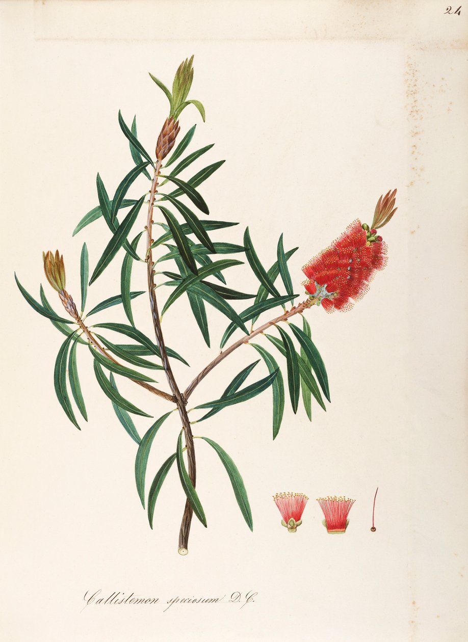 فرشاة زجاجة ألباني (Callistemon speciosum DC) ، Myrtaceae ، شجيرة بأوراق ثابتة ، موطنها أستراليا ، ألوان مائية بواسطة مادالينا ليزا موسينو