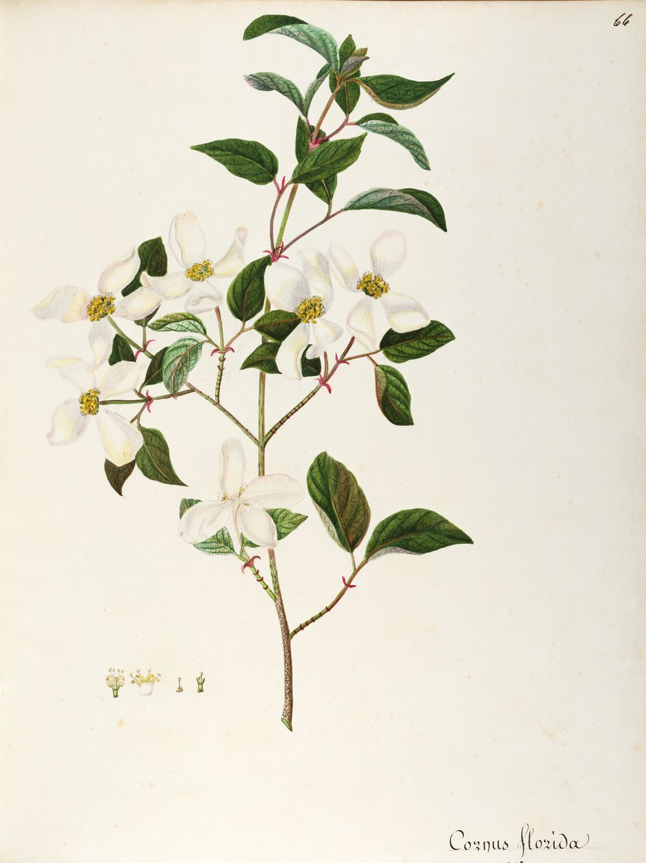 قرانيا المزهرة (Cornus florida) ، القرنية ، شجرة صغيرة أو شجيرة موطنها أمريكا الشمالية ، ألوان مائية بواسطة مادالينا ليزا موسينو
