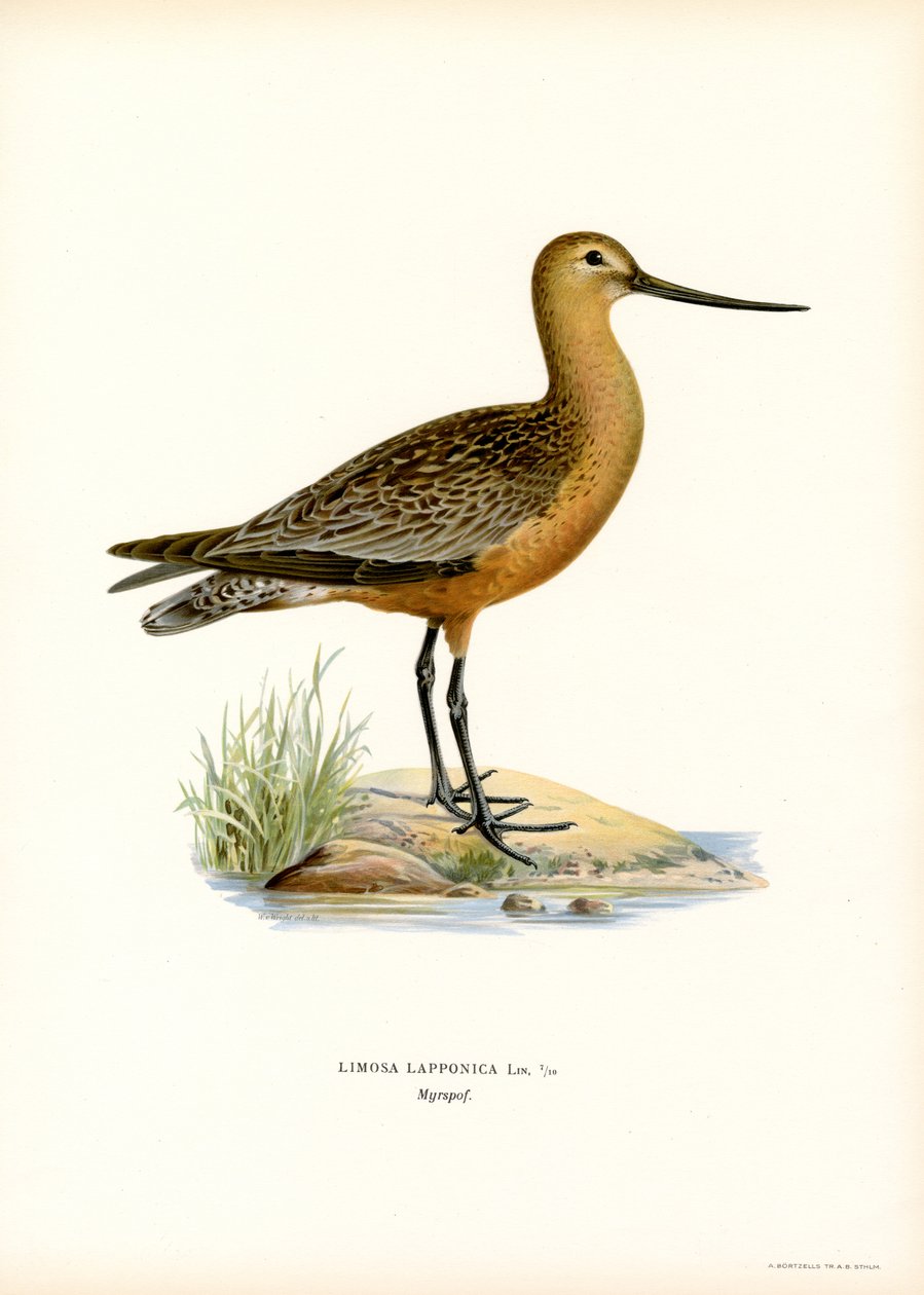 Godwit بار الذيل (لون ليثو) بواسطة ماغنوس فرديناند وويلهلم فون رايت